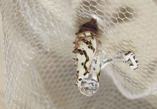 Allevamento di Melitaea didyma su Rhinanthus alectorolophus